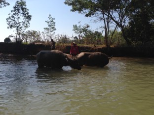 139k_water buffalo bathing
