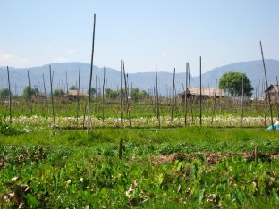 190_floating villages & gardens