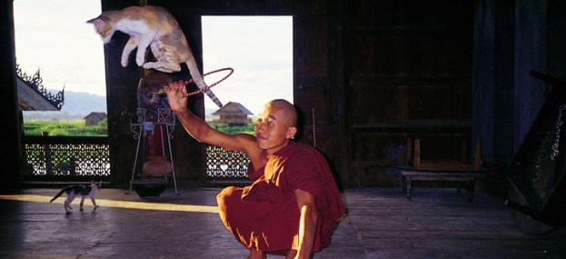 215_Jumping-Cat-Monastery