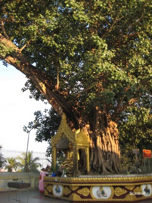 035_Bodhi tree